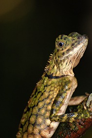 danum-valley-leguaan-02