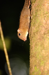 danum-valley-minieekhoorn