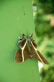 danum-valley-nachtvlinder