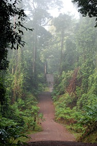 danum-valley-ochtendmist-01