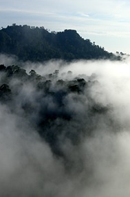 danum-valley-ochtendmist-02