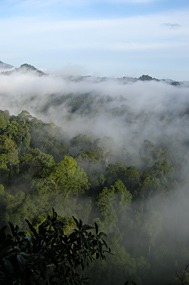 danum-valley-ochtendmist-03