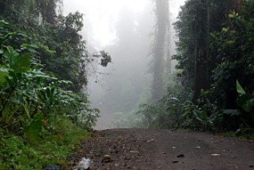 danum-valley-ochtendmist-04