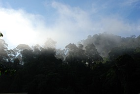 danum-valley-ochtendmist-05