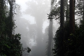 danum-valley-ochtendmist-06