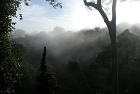 danum-valley-ochtendmist-07