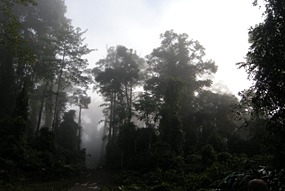 danum-valley-ochtendmist-08