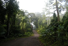 danum-valley-ochtendmist-09