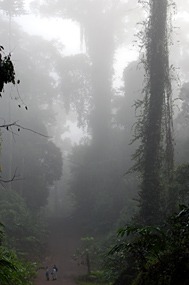 danum-valley-ochtendmist-10