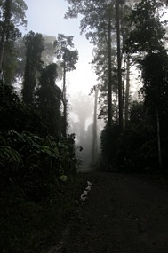 danum-valley-ochtendmist-11