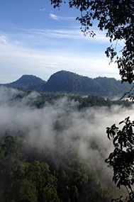 danum-valley-ochtendmist-12