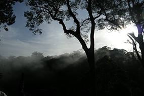 danum-valley-ochtendmist-13