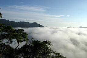 danum-valley-ochtendmist-15