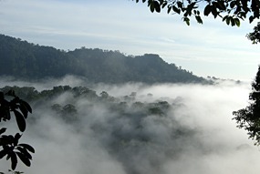 danum-valley-ochtendmist-16