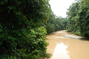 danum-valley-regenwoud-01