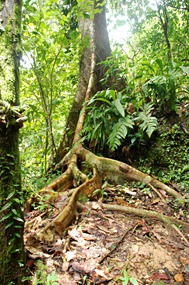 danum-valley-regenwoud-wandeling-01