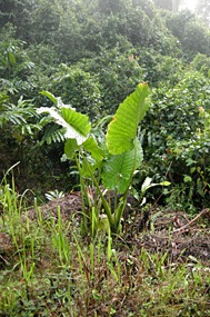 danum-valley-regenwoud-wandeling-02