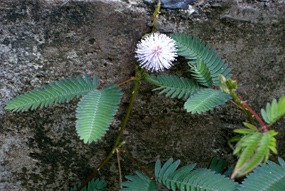 danum-valley-regenwoud-wandeling-03