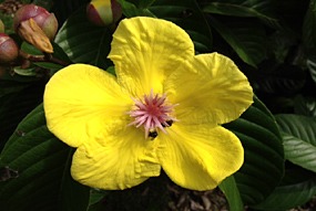 danum-valley-regenwoud-wandeling-04