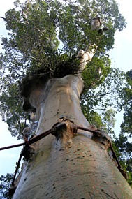 danum-valley-regenwoud-wandeling-05