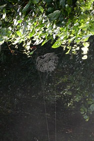 danum-valley-regenwoud-wandeling-06