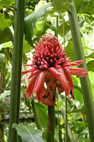 danum-valley-regenwoud-wandeling-07