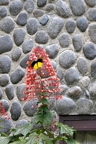 danum-valley-regenwoud-wandeling-08