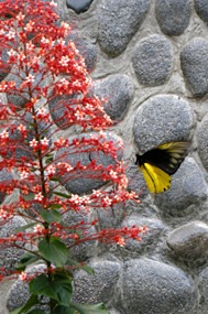 danum-valley-regenwoud-wandeling-09