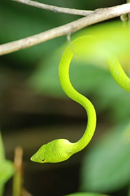 danum-valley-sumatran-viper