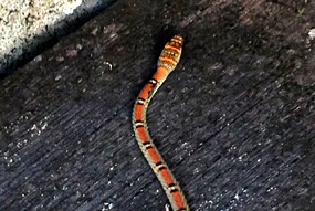 danum-valley-twobar-treesnake