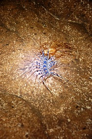 gomantong-grot-centipede
