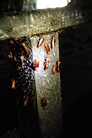 gomantong-grot-kakkerlakken-01