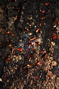 gomantong-grot-kakkerlakken-02