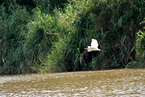 kinabatang-rivier-04