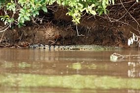 kinabatang-rivier-krokodil
