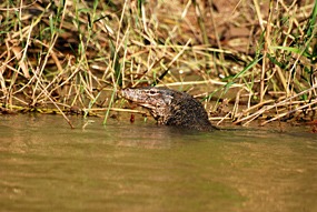 kinabatang-rivier-lizard-01