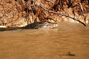 kinabatang-rivier-lizard-02