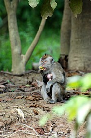 kinabatang-rivier-makaken-01