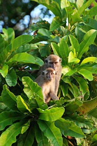 kinabatang-rivier-makaken-02