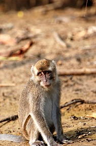 kinabatang-rivier-makaken-03