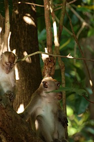 kinabatang-rivier-makaken-04