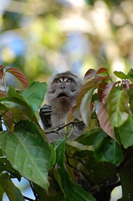 kinabatang-rivier-makaken-05