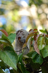 kinabatang-rivier-makaken-06