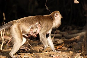 kinabatang-rivier-makaken-07