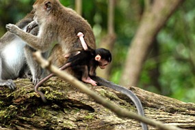 kinabatang-rivier-makaken-08