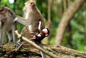 kinabatang-rivier-makaken-09