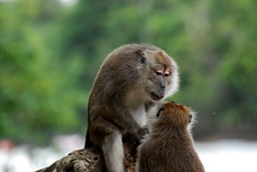 kinabatang-rivier-makaken-11