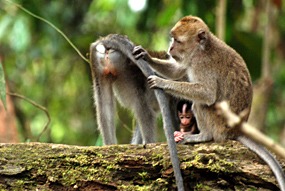 kinabatang-rivier-makaken-12