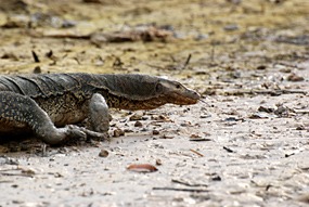 kinabatang-rivier-monitorlizard-02
