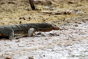 kinabatang-rivier-monitorlizard-03